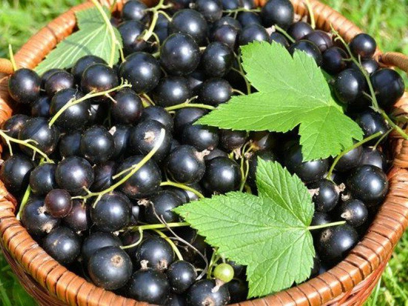 Смородина купить саженцы из питомника во Фрязино