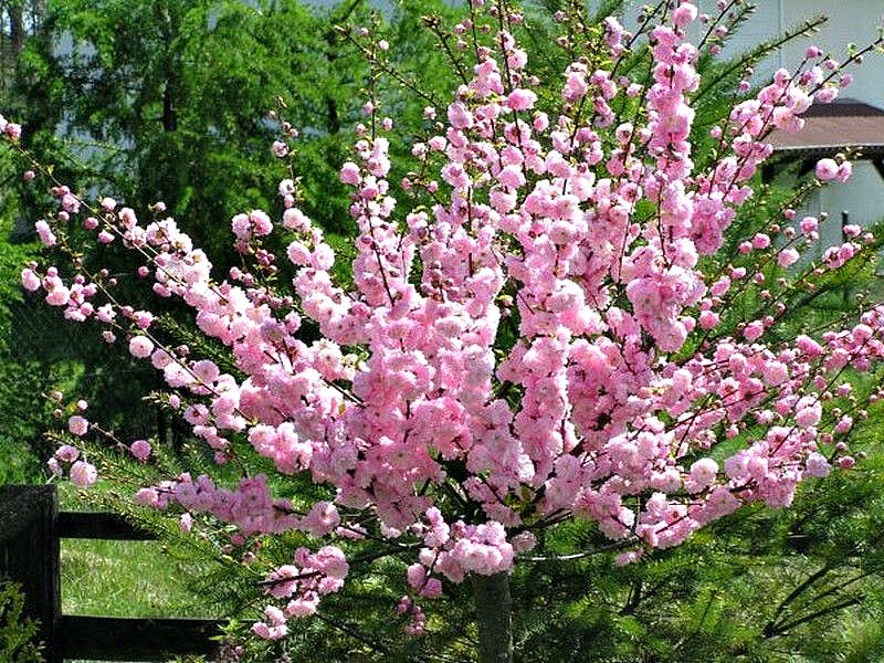 Миндаль купить саженцы из питомника во Фрязино
