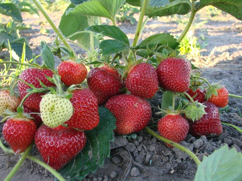 Клубника купить саженцы из питомника во Фрязино