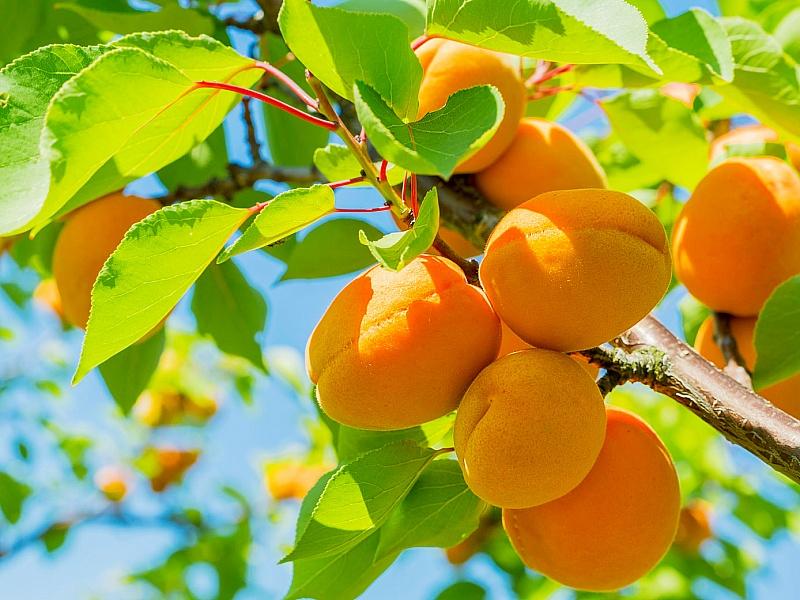 Абрикос купить саженцы из питомнике во Фрязино