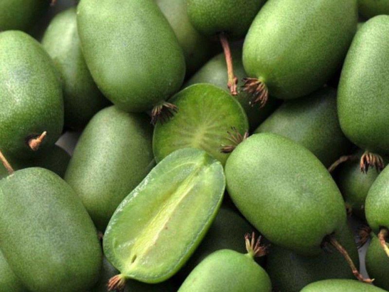 Актинидия купить саженцы из питомнике во Фрязино
