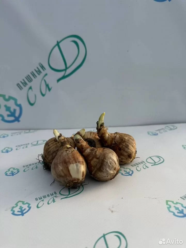 Нарцисс "МИННОУ" (5 штук)