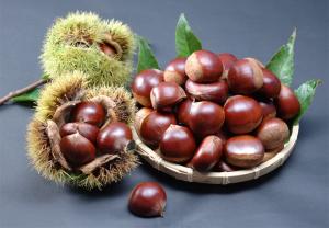 Каштан Японский