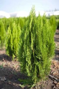 Туя Биота