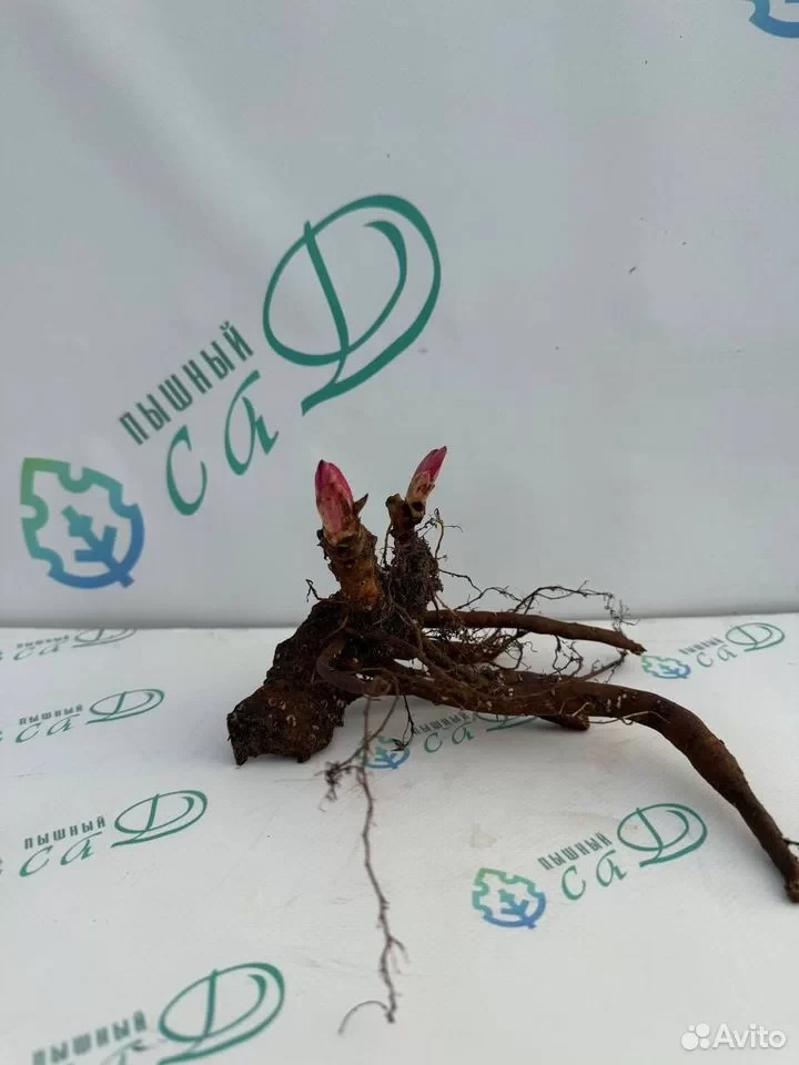 Пион "АННЕМИКЕ"