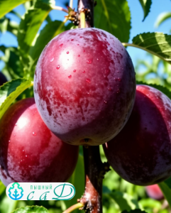 Алыча "АРИАДНА" (конец июля)