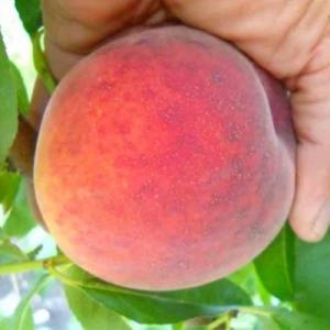 Персик "ПОСОЛ МИРА"  (срок созревания конец июля-август)